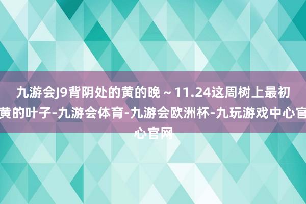 九游会J9背阴处的黄的晚～11.24这周树上最初变黄的叶子-九游会体育-九游会欧洲杯-九玩游戏中心官网